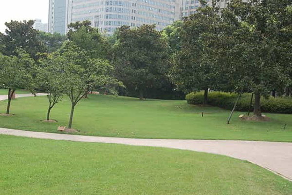 綠化養(yǎng)護(hù)如何成功移植植物？